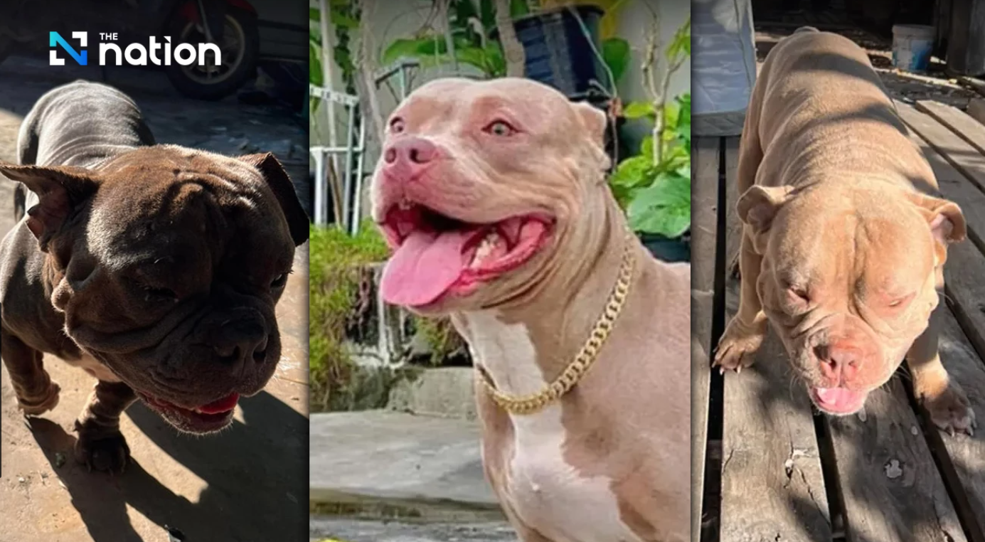 Netizen Thailand Heboh, Minta 3 Anjing Pembunuh Remaja Ini Disuntik Mati